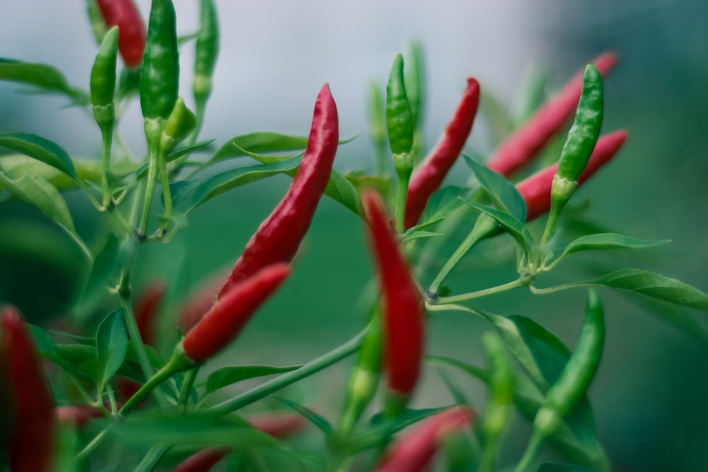 vegetable chilli