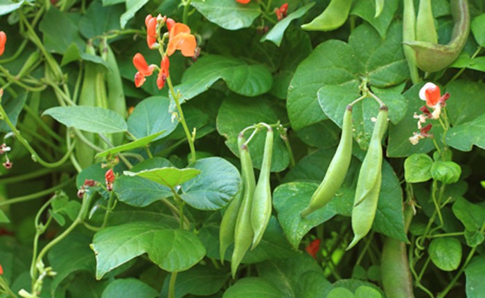 vegetables kidney bean should be included in your diet regularly.