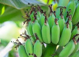 green banana is full of nutrients.