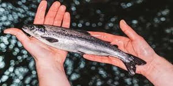 Cold water fish Increases Your Sexual Stamina and Sex Drive.