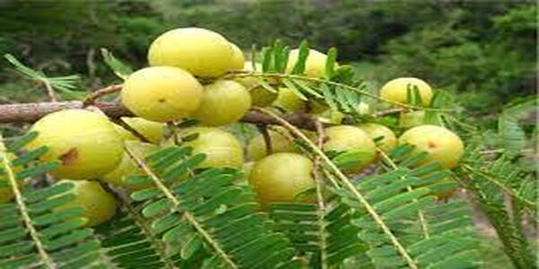 Amla juice for weight loss is very important.