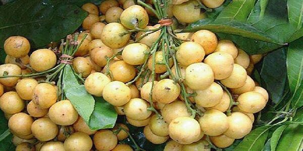 Nutritious latkan is delicious.