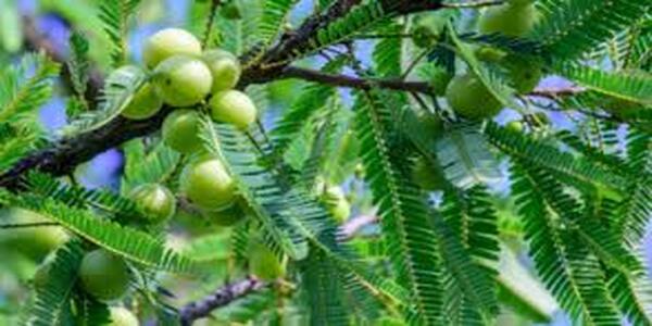 Amla juice plays important role for weight loss.