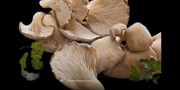 Selenium, copper and potassium are abundant in mushrooms. 