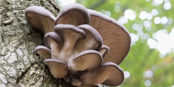 Firstly, wipe mashrooms with a damp cloth or paper to remove all sorts of dirty things. 