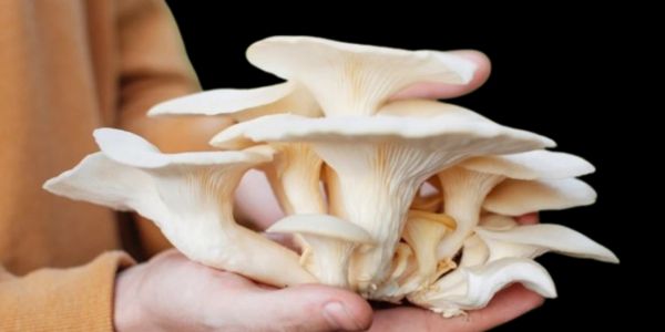 Mushrooms shield the skin from harmful UV rays