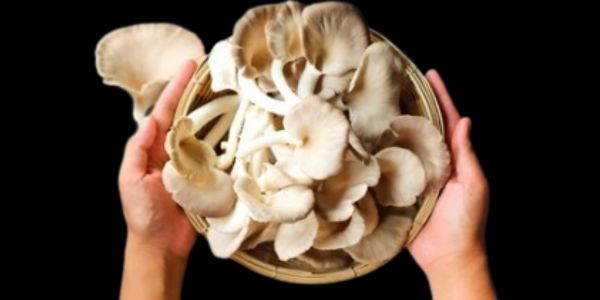 Mushrooms contain bioactive compounds that promote clear airways