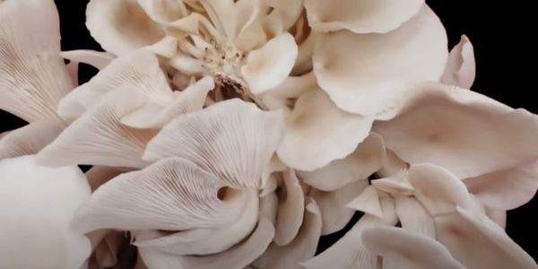Growers mix mushroom spawn with the prepared substrate.