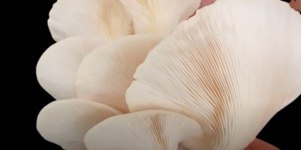 Mushrooms are rich in essential vitamins 