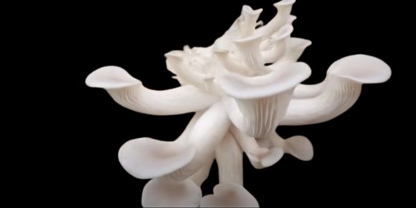 Mushrooms play a crucial role in breaking down organic matter,