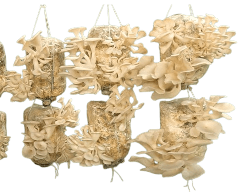 Mashrooms are delicious to eat.